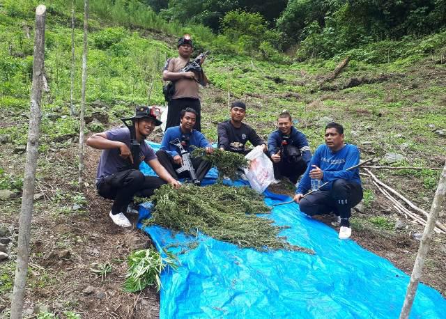 Tim Gabungan Polri Temukan Ladang Ganja 5 Hektar di Pegunungan Simpang Pahu