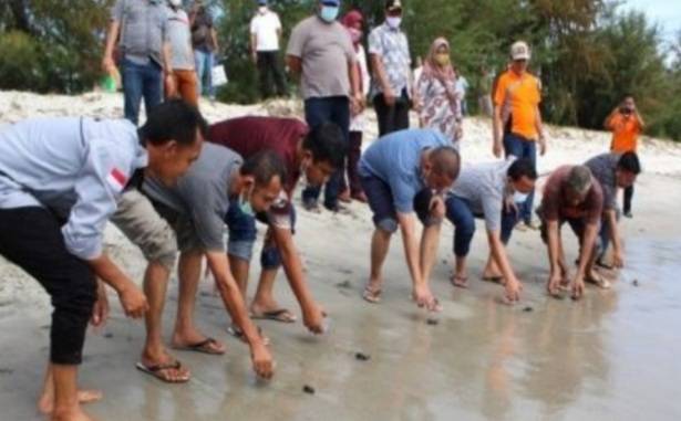 Bupati Tapteng Lepas Penyu di Pantai Binasi