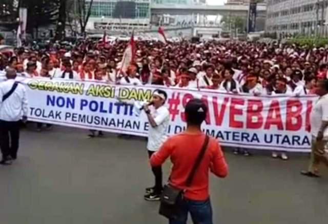 Massa Aksi Pendukung 'Save Babi' Hanya 3 Ribu Orang