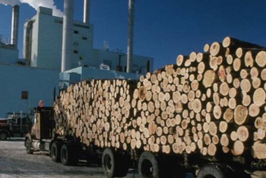 Pulp and Paper di Tengah Covid 19: Kebijakan Pemerintah, Kejahatan, Deforestasi hingga Penyandang Dana