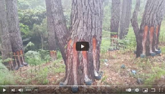 Sadap Pinus Ilegal di Samosir Ulah Siapa?