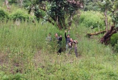 Polisi Temukan 2 Hektare Ladang Ganja di Pegunungan Tor Mangompang