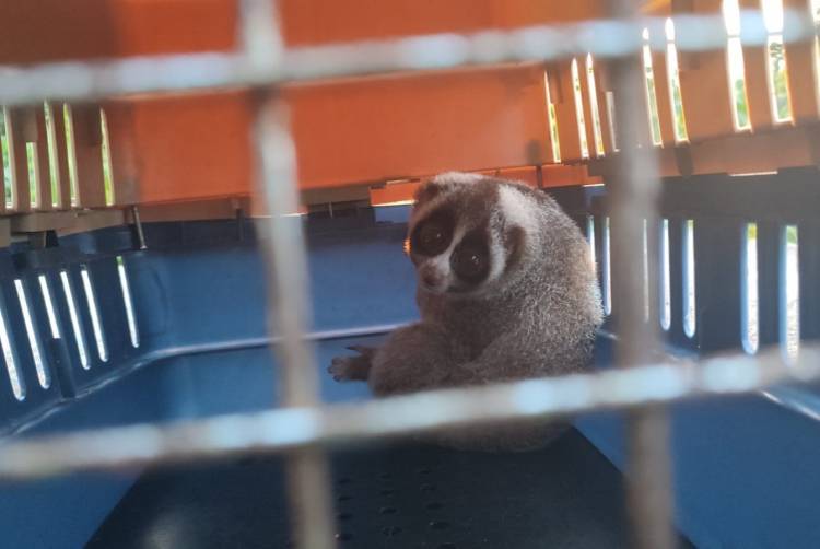 BBTNGL Wilayah V Bahorok Lepas 2 Ekor Kukang di Kawasan Hutan TNGL