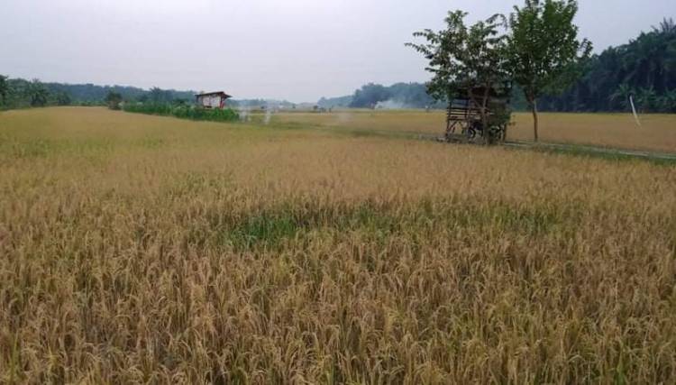 Dianaktirikan, Petani Sawah Desa Gunung Melayu Labura Sulit Peroleh Pupuk
