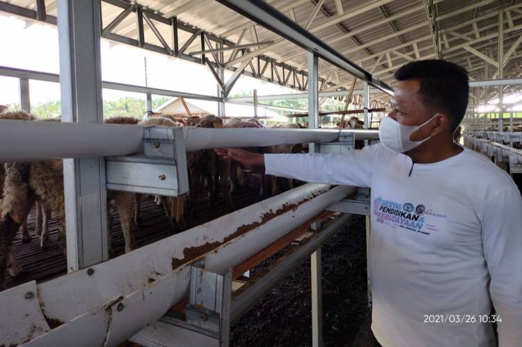 Sempat Tak Optimis, Camat Hamparan Perak Akui Salut Dengan Sentra Ternak DDW