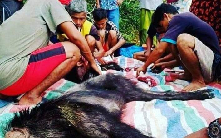 Viral, Foto Kambing Hutan Langka Disembelih di Labura