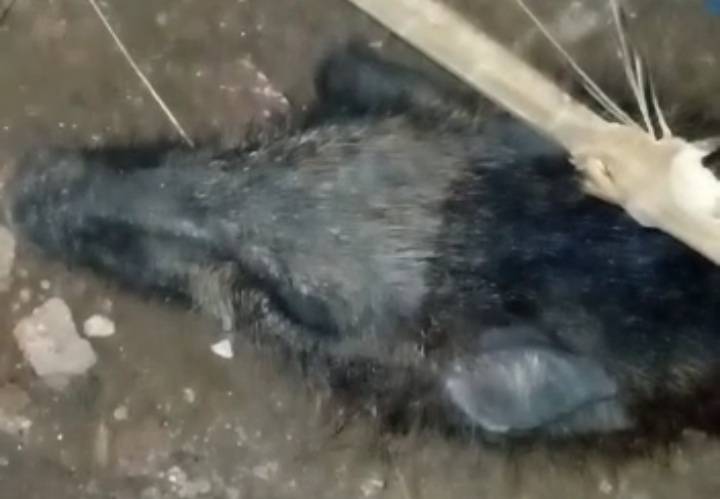 Viral, 4 Warga Depok "Telanjang Diri" Tangkap Babi Ngepet