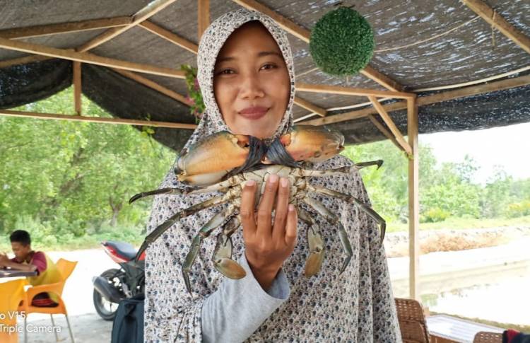 Kepiting Bakau, Penjaga Ekosistem Mangrove