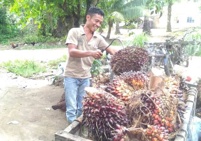Warga Bandar Pulau Asahan Keluhkan Harga Sawit Turun Rp 30 per kg Jelang Idul Fitri