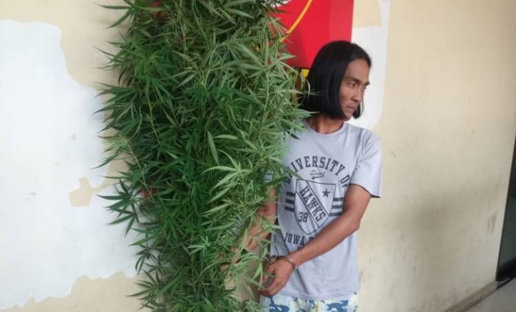 Polisi Temukan 7 Pohon Ganja di Belakang Rumah Warga Haparan Perak