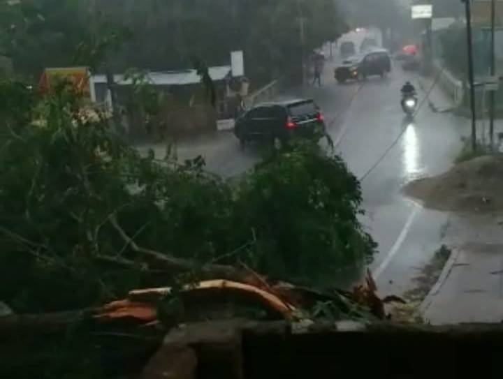 Banyak Pohon Tumbang, KNPI Medan: Kinerja Kepala Dinas Kebersihan dan Pertamanan Harus Dievaluasi