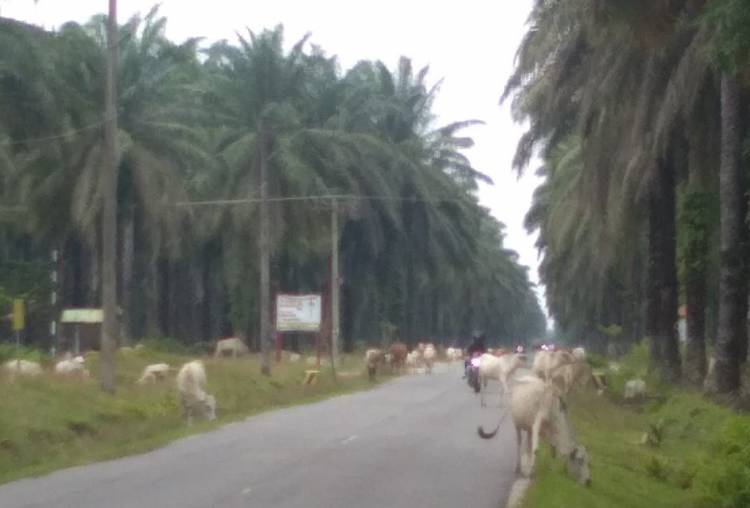 Hewan Ternak di Asahan Nyaris Makan Korban
