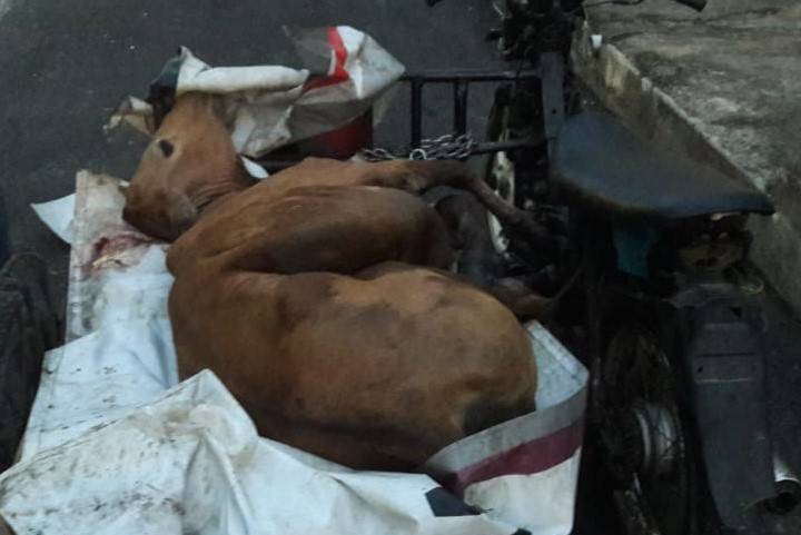 Polisi Tangkap 7 Anggota Sindikat Maling Sapi di Deliserdang