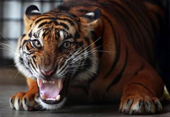 Harimau Ini Dihukum Seumur Hidup di Penangkaran