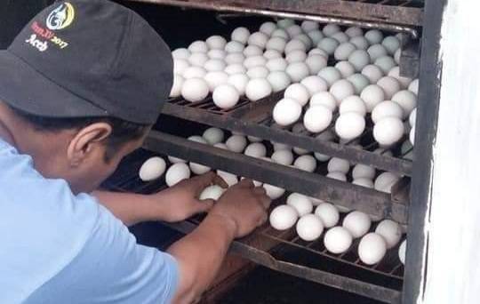 Telur Asin Asap 'Robohkan' Covid-19