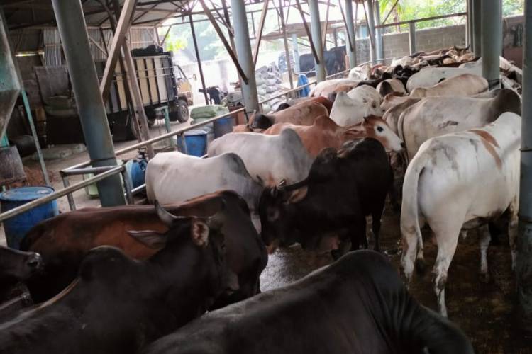 Lokasi di Deliserdang, Sapi Perkasa Farm Tawarkan Harga Hewan Qurban Untuk Idul Adha