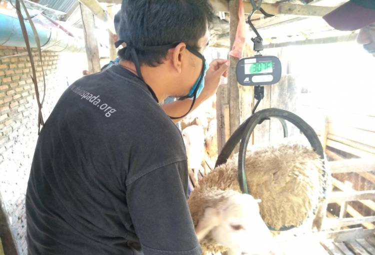 Dompet Dhuafa Waspada Siapkan Hewan Kurban Terbaik Lewat QC