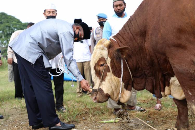 Polda Sumut Serahkan 435 Ekor Hewan Kurban ke Masyarakat