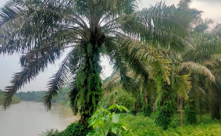 Kawasan Lindung Kebun Sawit Distrik PTPN3 Asahan Perlu Audit Lingkungan Hidup