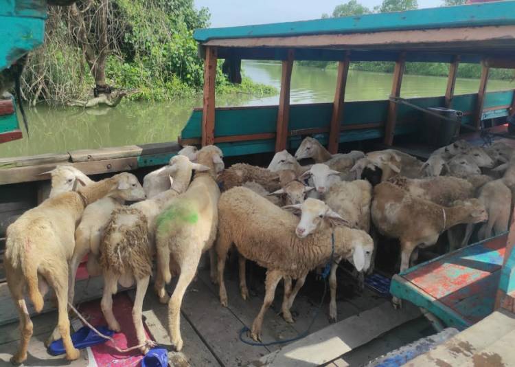 Arungi Sungai Sampai Muara, Dompet Dhuafa Distribusikan Hewan Kurban Hingga Pelosok Sumut