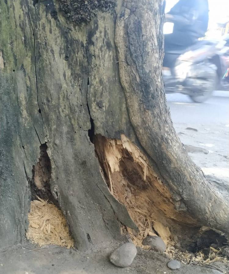 Tragedi Pohon Tumbang, Rudiawan Sitorus: Utamakan Keselamatan Masyarakat