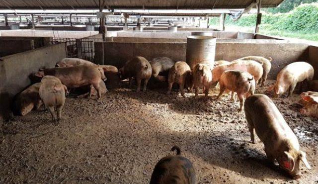 Pemerintah Harus Audit Limbah Ternak Babi di Danau Toba