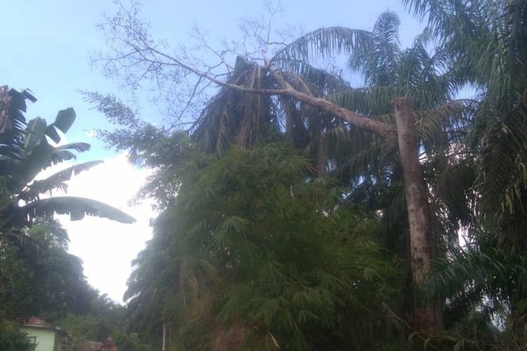 Warga Bandar Pulau Ngerih Lihat Kayu Kering di Pohon Sawit