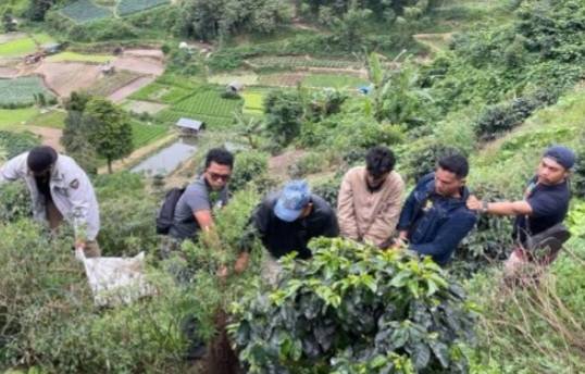 Polisi Temukan 2 Petani dan 26 Pohon Ganja di Berastagi