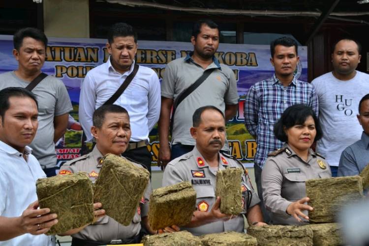 Pemilik Ganja di Padangsidimpuan Belum Ditangkap