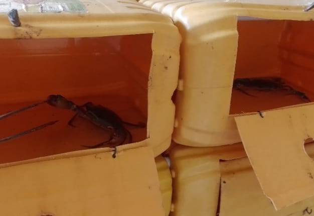 Potensi Ekonomis Kepiting dengan Budidaya Sistem Apartemen 