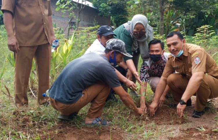 Pohon Eucalyptus di Masa Pandemi Jadi Daya Tarik