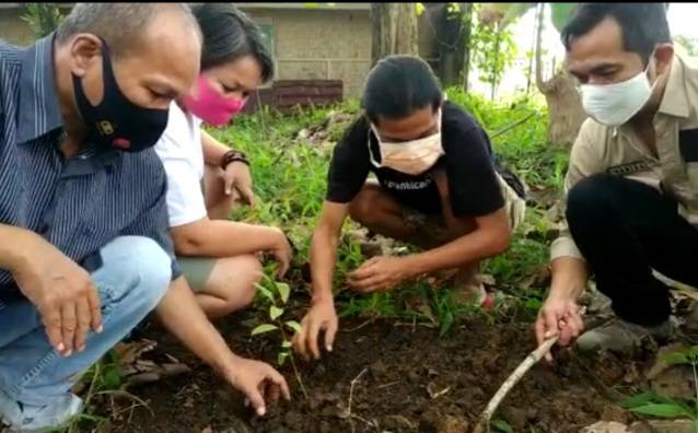 Tangkal Covid-19, Markas KopiTAO Ditanami Bibit Eucalyptus