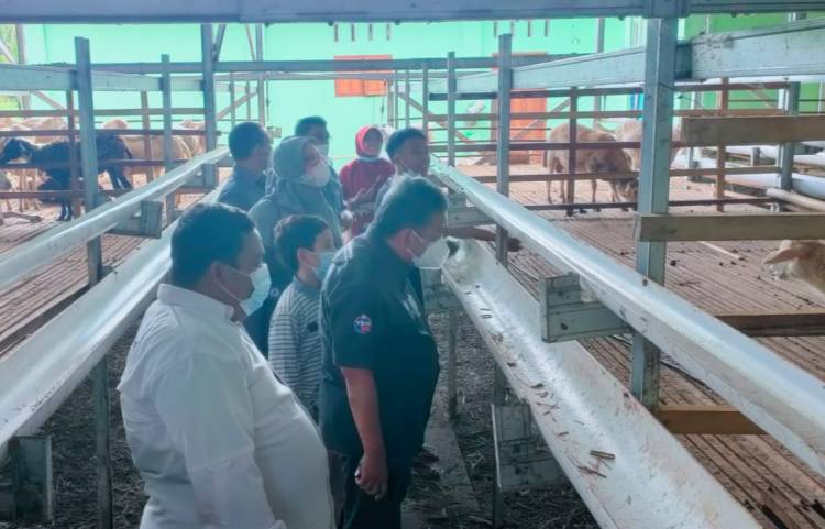 YBM BRI Pusat Apresiasi Profesionalitas Sentra Ternak di Hamparan Perak