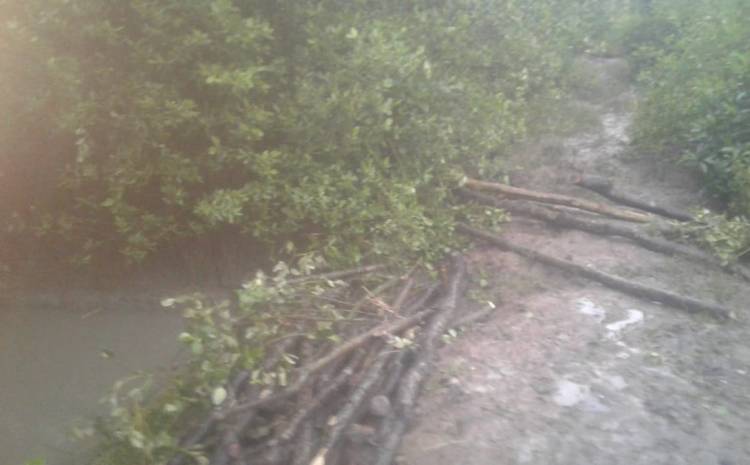 Mangrove di Paluh 80 Dirambah, KPH Wilayah I Stabat Diminta Bertindak