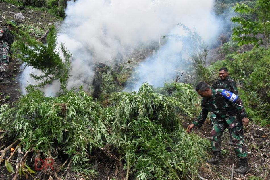 Ada Ladang Ganja 3 Hektar di Sekitar Daerah Latihan Prajurit TNI