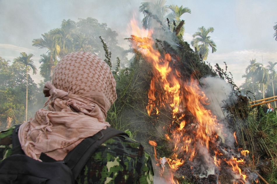 BNN Bakar 20ribu Batang Ganja di Aceh Utara
