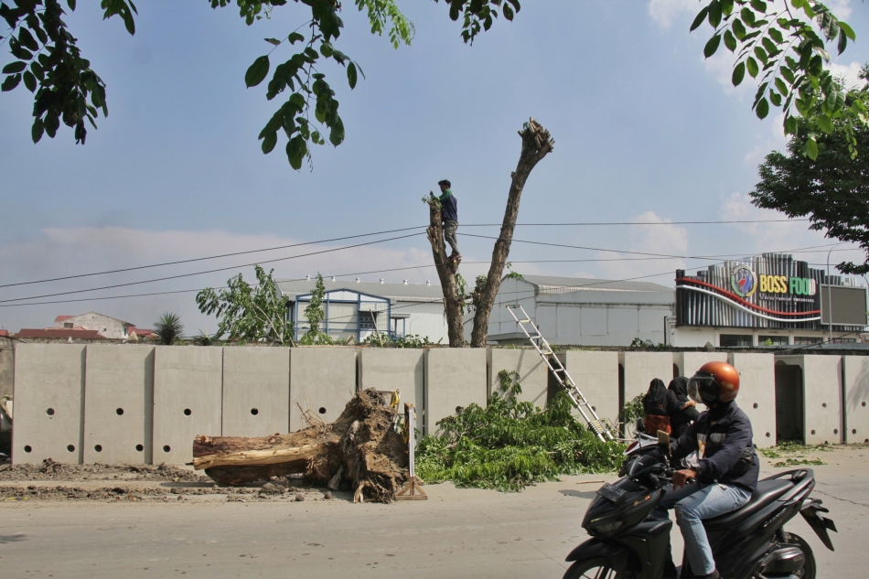Alasan Drainase, Dinas SDABMBK Kota Medan Sengaja Tebang Pohon