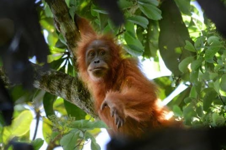 Peneliti BRIN: Orangutan Tapanuli Spesies Paling Tua