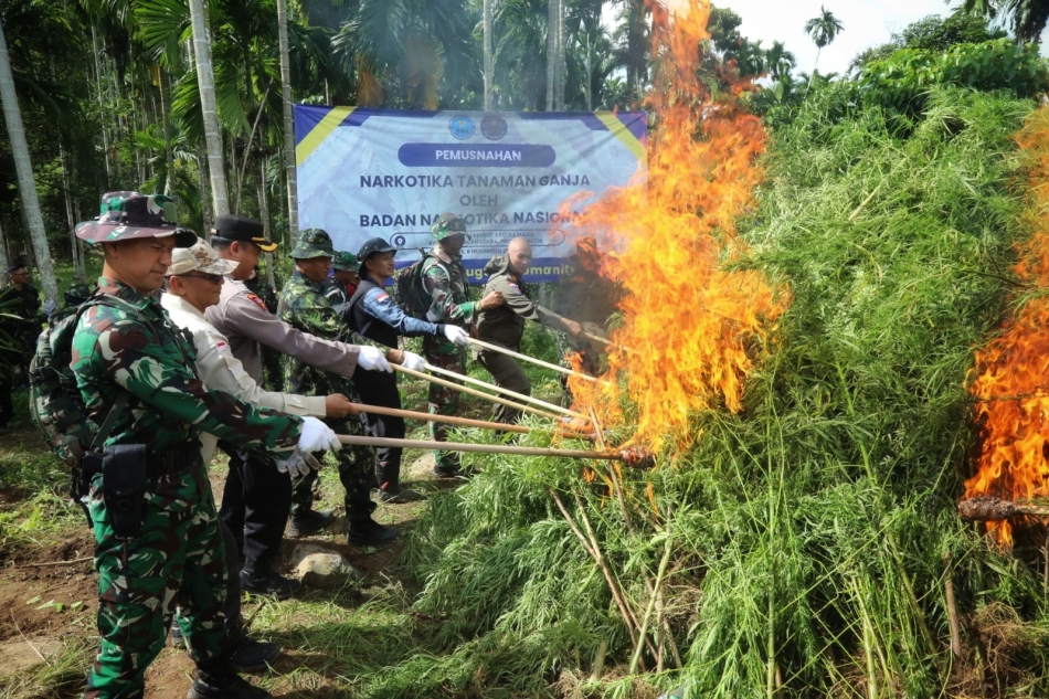 BNN Musnahkan Enam Titik Ladang Ganja di Aceh Utara