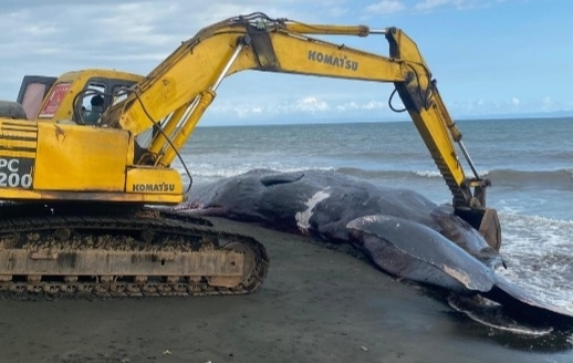 Paus Sperma Ditemukan Terdampar Mati di Pantai Bali