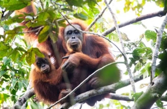 Peneliti Asal Inggris Prediksi 10 Persen Populasi Orangutan Tapanuli Punah Akibat Bencana Sumatera