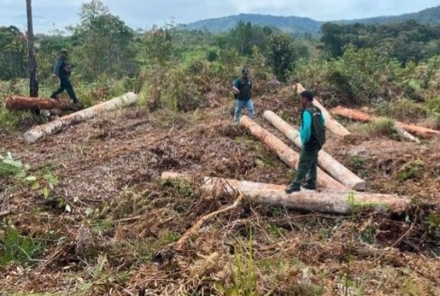 Kementerian Kehutanan Temukan 238 Batang Kayu Bulat Ilegal di Sumatera Utara