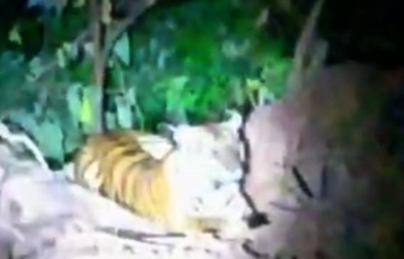 Harimau Sumatera Muncul di Desa, BKSDA Aceh: Fenomena Turun Gunung