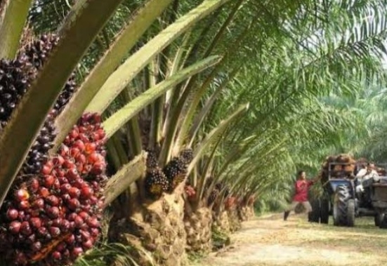 Masalah Buruh Perkebunan Sawit di Labura Jadi Sotoan, Masyarakat Jangan Sampai Terprovokasi